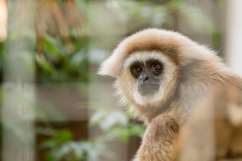 Zoo Al Maglio: 1-Day Ticket for the Jungle of Ticino - Accessibility and Transportation Information