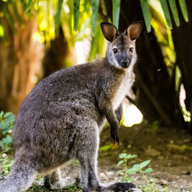 Zoo Al Maglio: 1-Day Ticket for the Jungle of Ticino - Cancellation and Payment Options