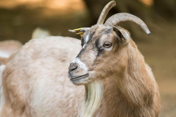 Zoo Al Maglio: 1-Day Ticket for the Jungle of Ticino - Exploring the Jungle of Ticino