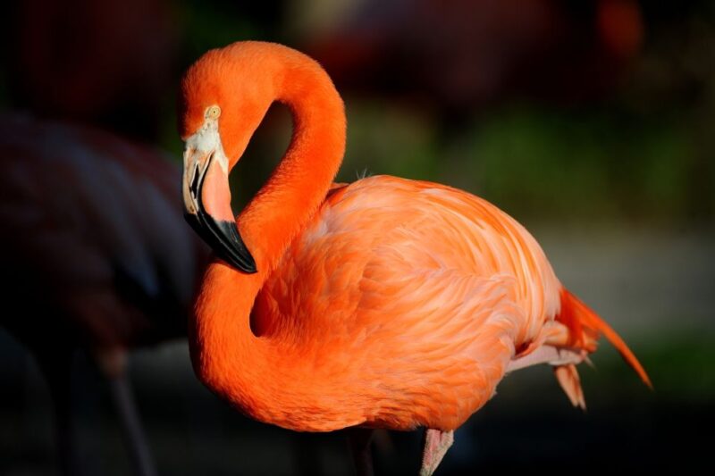 Zoo Miami: General Admission Ticket - Dining and Refreshments
