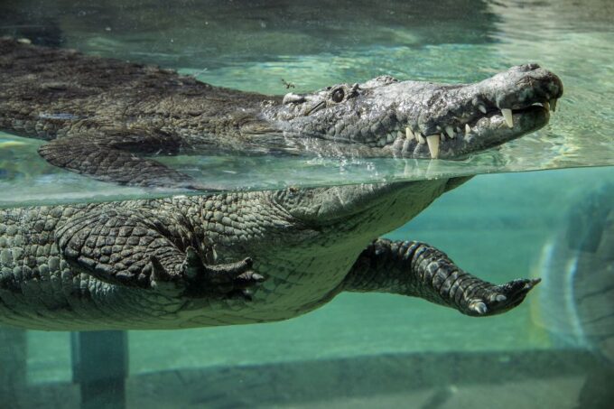 Zoo Miami: General Admission Ticket - Shopping Opportunities