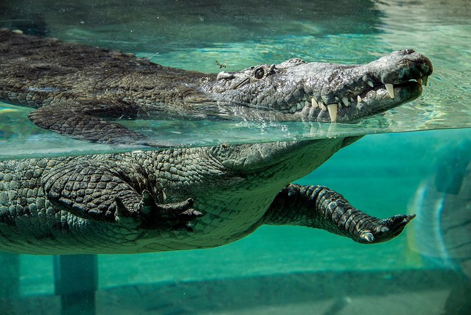 Zoo Miami Ticket With Optional Upgrade - Upgrade With Food and Beverage