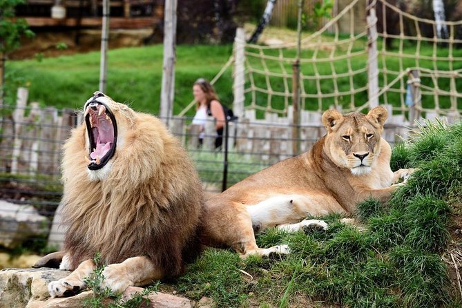 Zoo Of Beauval - Private Trip - Park Amenities