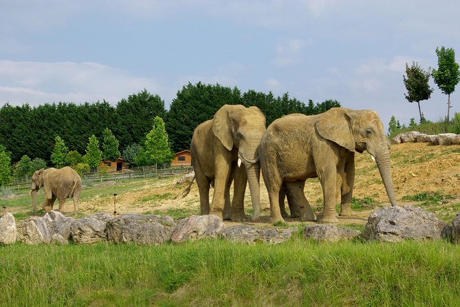 Zoo Of Beauval - Private Trip - Private Experience
