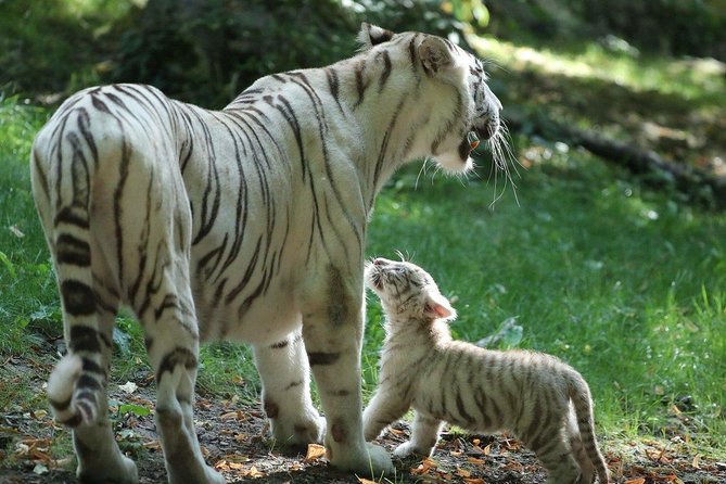 Zoo Of Beauval - Private Trip - Accessibility