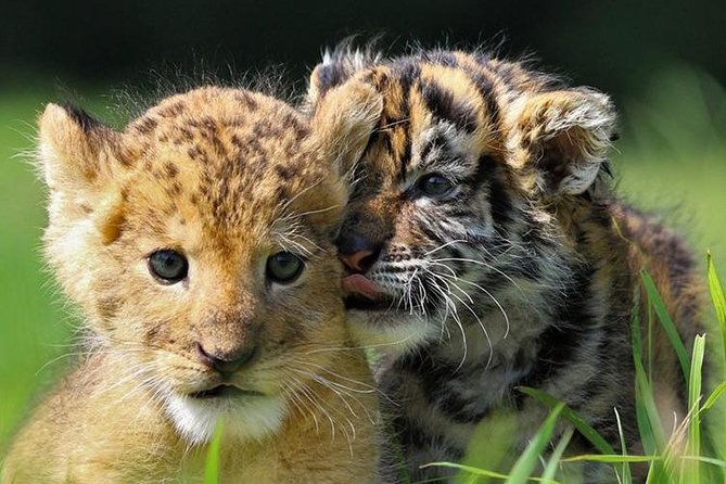 Zoo Of Beauval - Private Trip - Inclusions