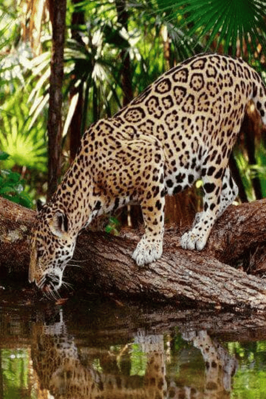 Zoological Park - Aluxes Palenque:Wildlife Conservation Tour - Key Points