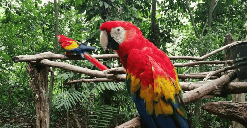 Zoological Park - Aluxes Palenque:Wildlife Conservation Tour - Conservation Efforts