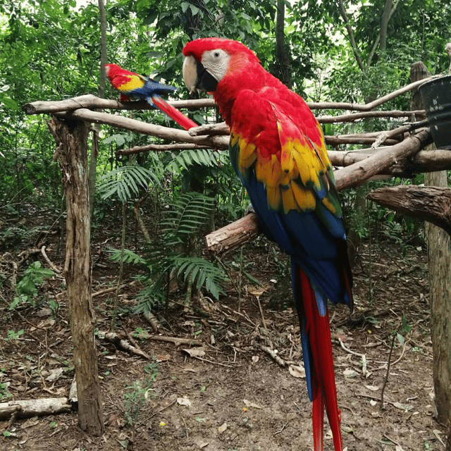 Zoological Park - Aluxes Palenque:Wildlife Conservation Tour - Educational Experiences