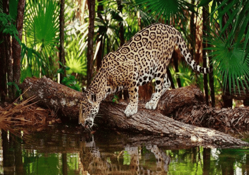 Zoological Park - Aluxes Palenque:Wildlife Conservation Tour - Tour Logistics
