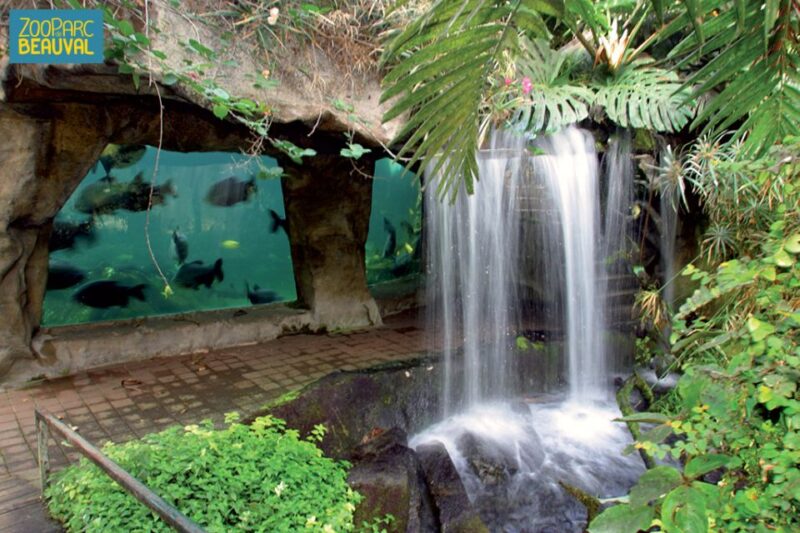 Zooparc De Beauval: Day Admission Ticket - Discovering Tropical Species