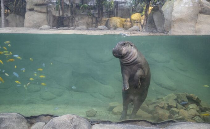 Zooparc De Beauval: Day Admission Ticket - New 3-Hectare Extension