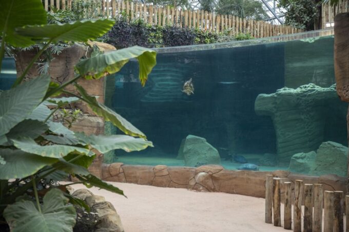 Zooparc De Beauval: Day Admission Ticket - Beauval Cloud Cable Car