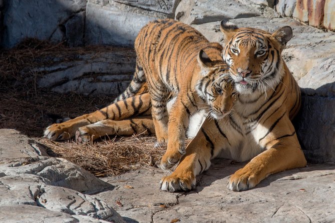 ZooTampa at Lowry Park Admission Ticket - Visitor Experiences