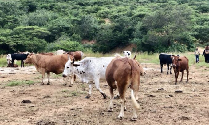 Zulu Cultural Tour: Rural Village, Tribal Markets & Food - Frequently Asked Questions