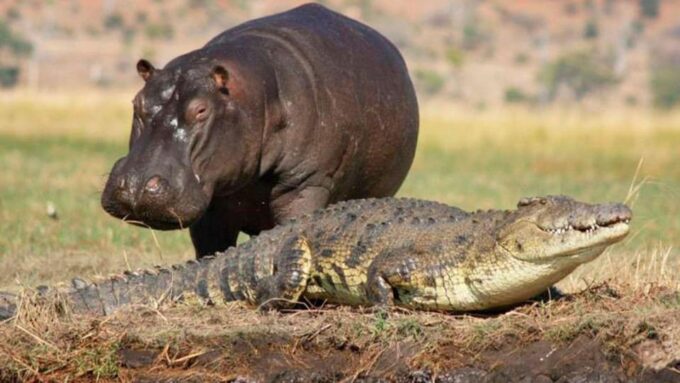 Zululand Tour 3 Days Battlefields, Hluhluwe & Isimangaliso - Hippo and Crocodile Cruise