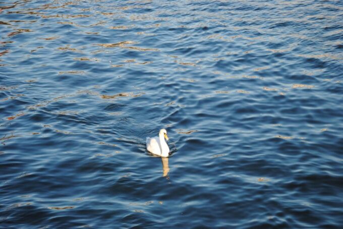 Zurich: 360° City Walk Including Hidden Spots - Booking and Availability