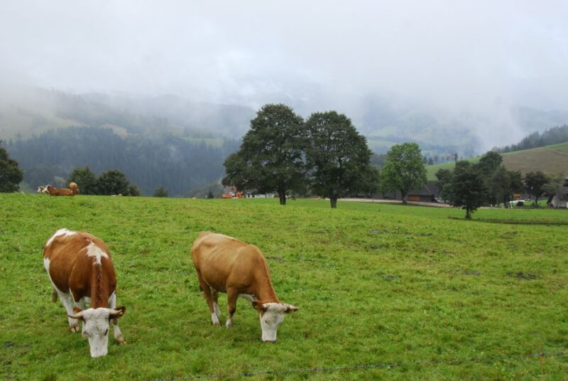 Zurich: Black Forest, Titisee, and Rhine Falls Bus Day Trip - Key Points
