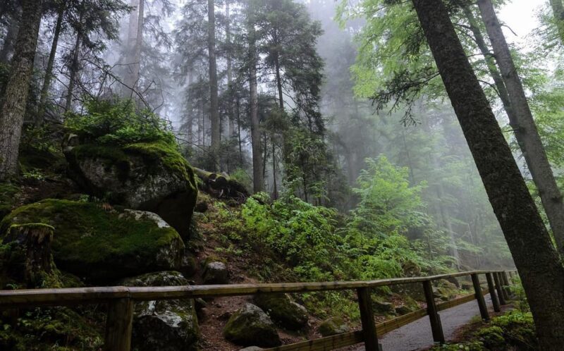 Zürich/Lucerne: Rhine Falls, Titisee & Black Forest Day Trip - Experience and Activities