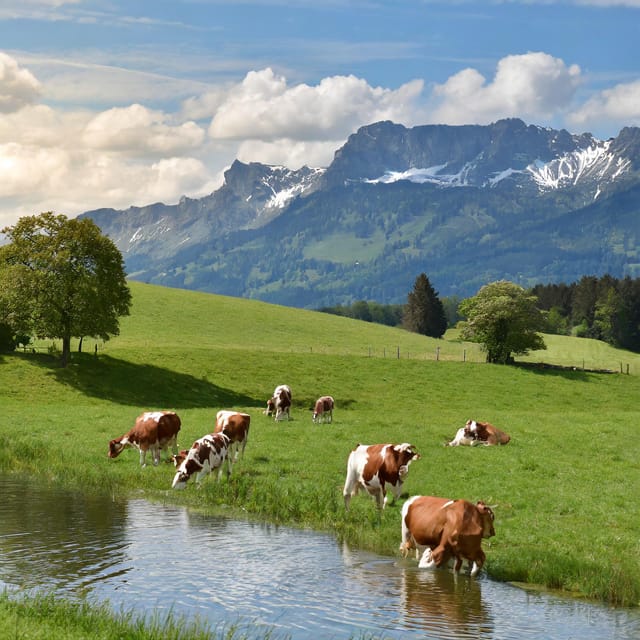 Zurich Private Tour to Liechtenstein and Heidiland - Experience Details