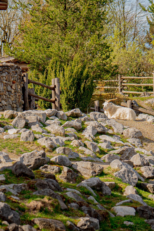 Zurich: Private Visiting and Photoshoot at Zoo Zurich! - Pricing and Booking Details