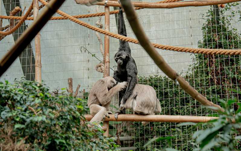 Zurich: Private Visiting and Photoshoot at Zoo Zurich! - Photoshoot With a Tour Guide