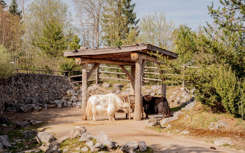 Zurich: Private Visiting and Photoshoot at Zoo Zurich! - Edited Photos and Deliverables