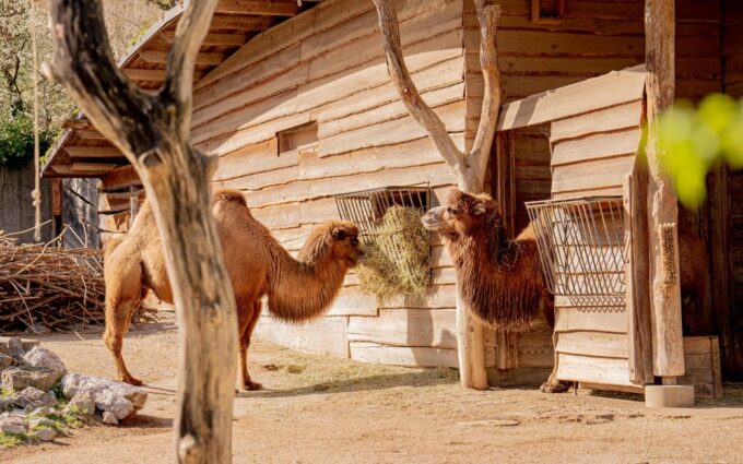 Zurich: Private Visiting and Photoshoot at Zoo Zurich! - Meeting Point and Instructions
