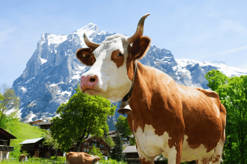 Zurich: Rhine Falls, Chocolate & Cheese Factory Day Trip - Appenzell Village Exploration
