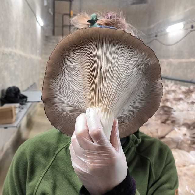 Zurich's Best-Kept Secret: the Hidden World of Mushrooms! - Key Points