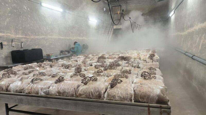 Zurich's Best-Kept Secret: the Hidden World of Mushrooms! - Experience and Highlights