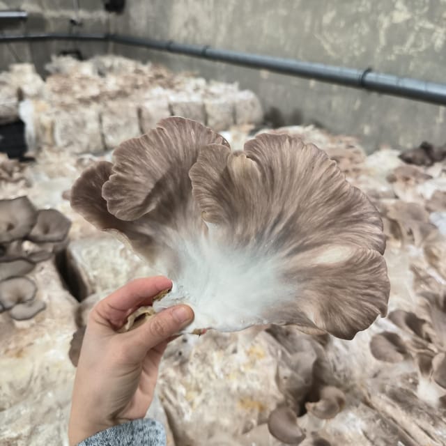 Zurich's Best-Kept Secret: the Hidden World of Mushrooms! - Unique Location and Accessibility