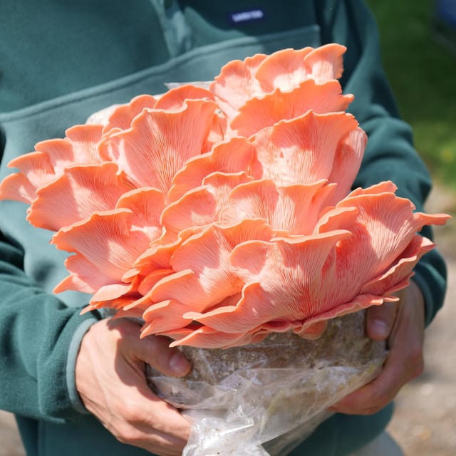 Zurich's Best-Kept Secret: the Hidden World of Mushrooms! - Important Information and Requirements