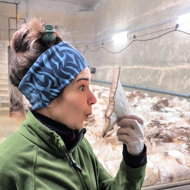 Zurich's Best-Kept Secret: the Hidden World of Mushrooms! - Bringing the Mushroom Experience Home