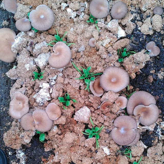 Zurich's Best-Kept Secret: the Hidden World of Mushrooms! - Frequently Asked Questions