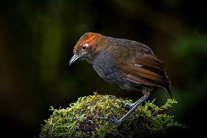 Zuroloma Photo and Bird Watching Private Tour - Tour Overview and Highlights